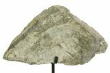 Fossil Sauropod Vertebra Section with Metal Stand - Colorado #354326-1